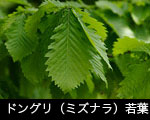 どんぐり（ミズナラ）若葉