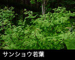 サンショウ若葉