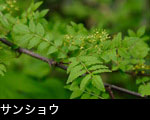  サンショウ若葉 花