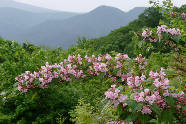 タニウツギの花　写真 フリー写真素材　画像4　
