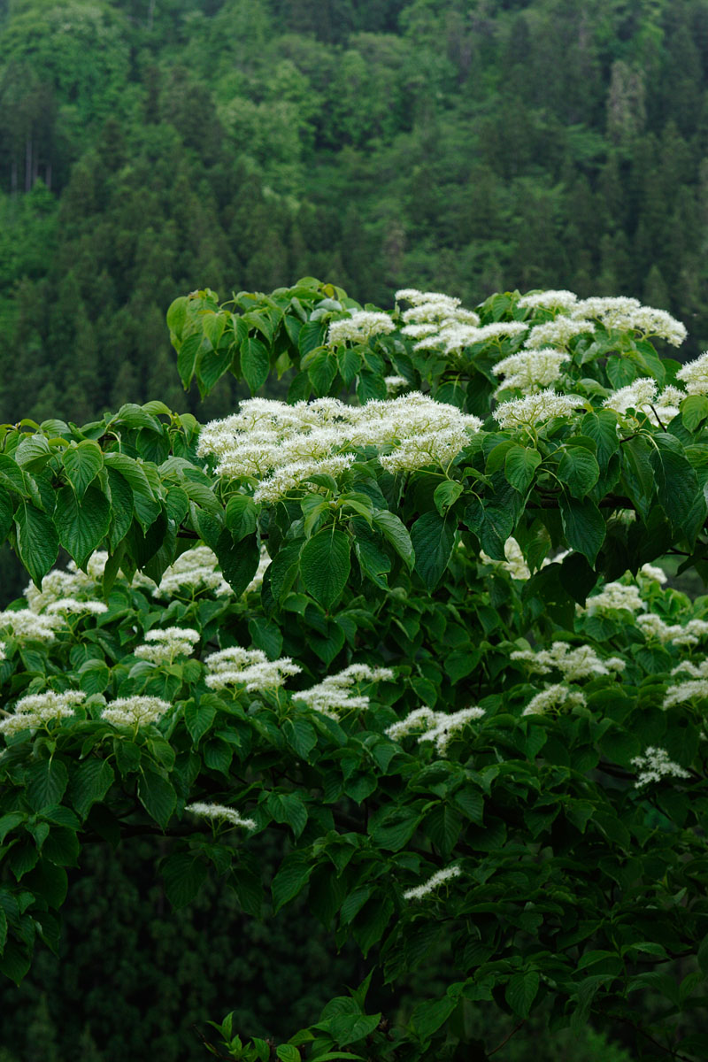 b37-7776　ミズキの花2