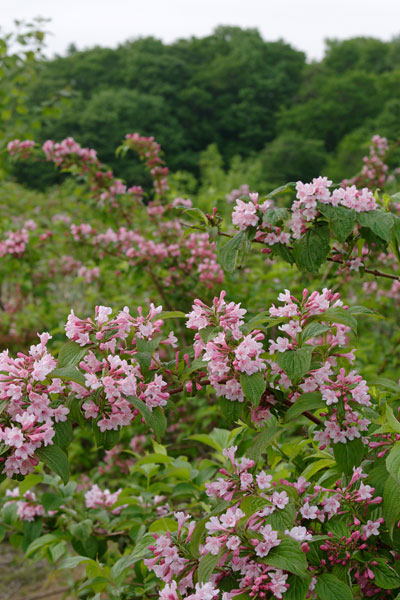 山野草 タニウツギの花　写真素材　縦　画像5