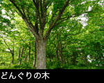 どんぐりの森 画像