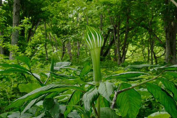 コウライテンナンショウ花 山野草 茎が紫まだら 初夏 緑の筒状 フリー写真素材 画像3