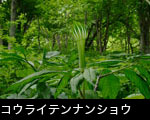 コウライテンナンショウ（マムシグサ）山野草 写真、画像 フリー素材
