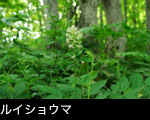 山野草ルイヨウショウマ 無料写真素材