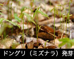 芽吹きの森 どんぐりの木発芽（ミズナラ）