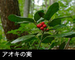 アオキ 果実 画像 無料写真素材フリー