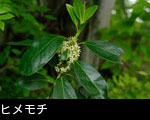 森林に咲くヒメモチの花　画像 写真 フリー素材