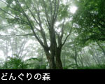 霧の森とミズナラの木