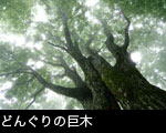 どんぐり巨木