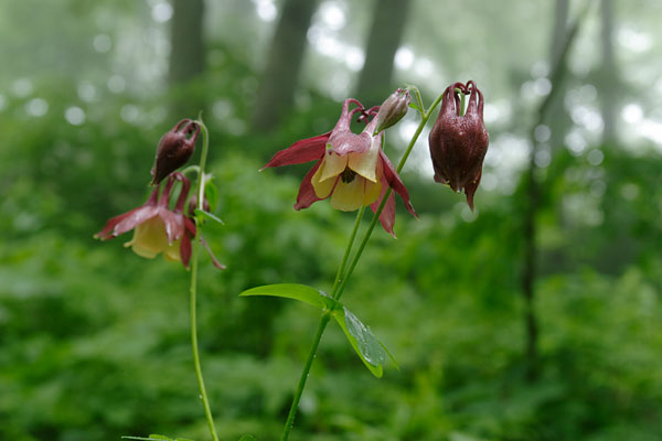 ヤマオダマキ　山地　赤紫の花　夏の草花　 写真 フリー素材　画像2