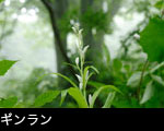 「ギンラン」画像 写真 フリー素材