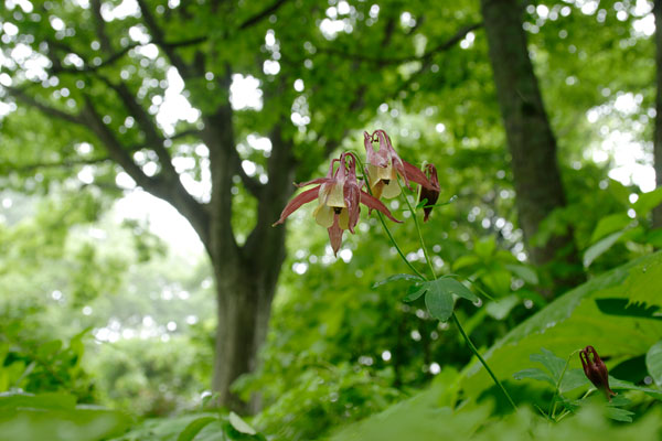 山野草 壁紙「ヤマオダマキ」の花 山地 赤紫色 無料写真素材 画像3