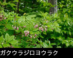 山野の花ガクウラジロヨウラク 無料写真素材
