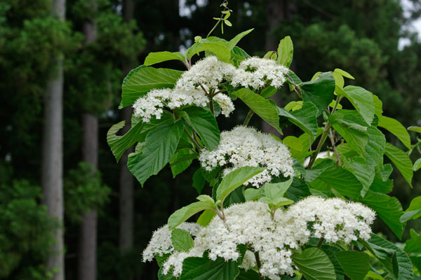 ガマズミの花 山野 森林 5月6月 綿のような白く大きい散房花 無料写真素材 画像1