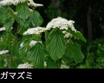 山野の花 がまずみ画像 フリー写真素材