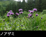 無料写真素材「ノアザミ」写真 画像