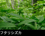 フタリシズカ 無料写真素材フリー 初夏の山野草 画像 
