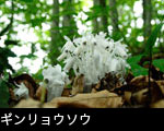  山野草 ギンリョウソウ 画像 写真 フリー素材