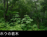 ホウの若木