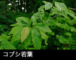 コブシ葉