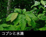 コブシの葉