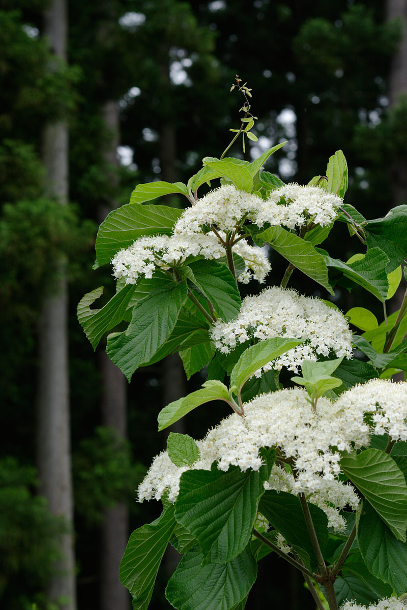 　b39-8175　ガマズミの花2