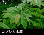 コブシと水滴