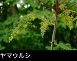 ヤマウルシの花 画像 無料写真素材
