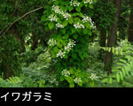 イワガラミ 画像 写真 フリー素材