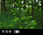 サカキ（榊）