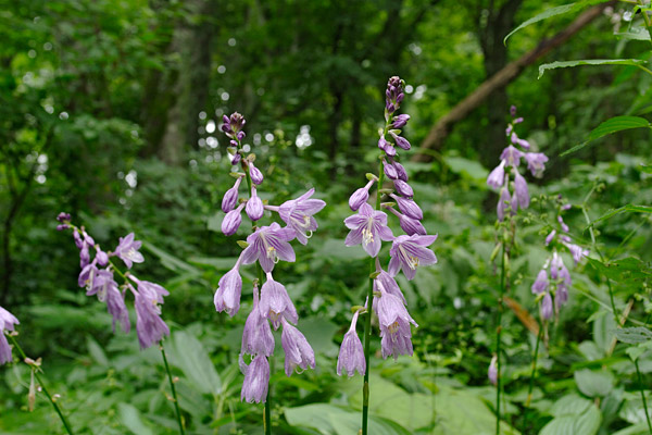 山野草タチギボウシ森林に咲く夏の花 無料写真素材　画像7