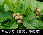 どんぐり（ミズナラの実） 画像 写真 フリー素材 木の実 