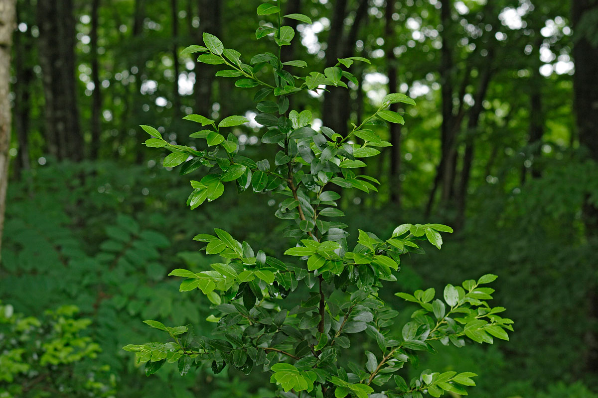 b40-8447　サカキ
