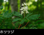 ホツツジ、無料写真素材、秋の森林、秋の山野に咲く花
