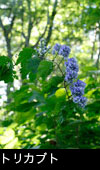 フリー写真素材 秋の山野草「トリカブト」の花
