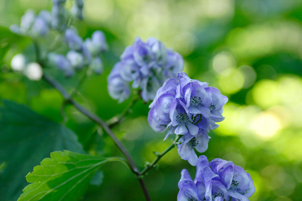オクトリカブト 山野草 花のクローズアップ 無料写真素材 フリー写真素材 画像8