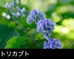 無料写真素材秋の森に咲く草花「トリカブト」画像