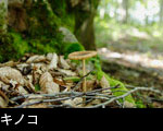 秋の森 切り株とキノコ 無料写真素材