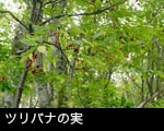 ツリバナ 実 無料写真素材 フリー