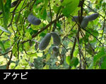 無料写真素材 ストックフォト 山野の実 あけびの実