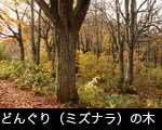 どんぐりミズナラの木