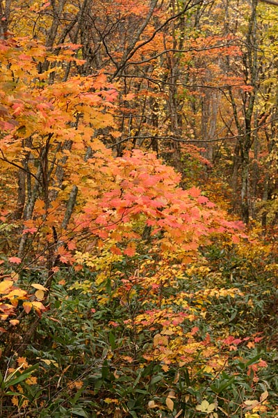 ハウチワカエデの紅葉 画像1 無料写真素材
