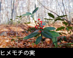 ヒメモチ 果実 画像 無料写真素材 フリー