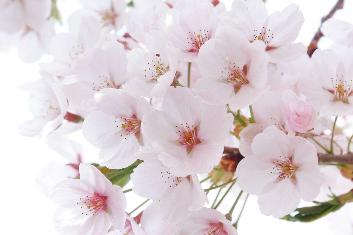 d44-2783 　サクラの花