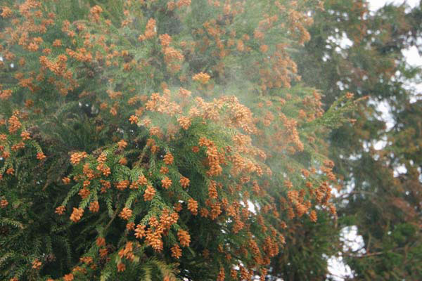 スギの花粉　花粉飛散　画像2　無料写真素材 　フリー写真素材