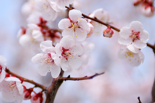 ウメの花 画像 無料写真素材 フリー