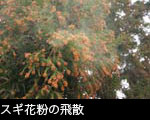 スギの花　花粉飛散