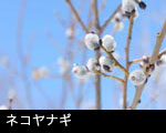 ネコヤナギ 無料写真素材